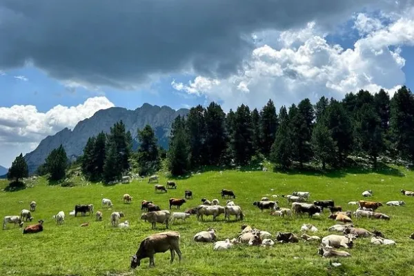 Vedella eco del Pedraforca , productor de Carne en la localidad de Saldes, Barcelona