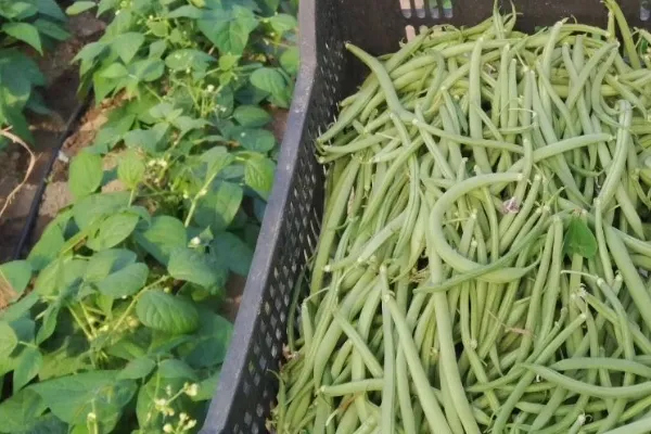 Masferrer , productor de Verduras en la localidad de Granollers, Barcelona