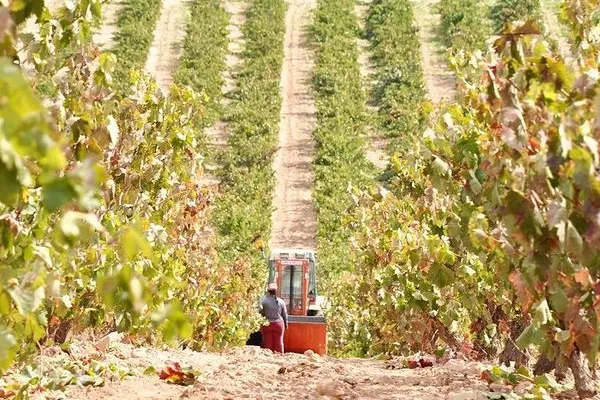 Bodegas Viña Ijalba , productor de Vino en la localidad de Logroño, La Rioja