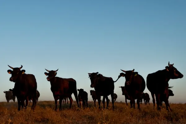 Wagyu Ibérico , productor de Carne en la localidad de Moraleja, Cáceres